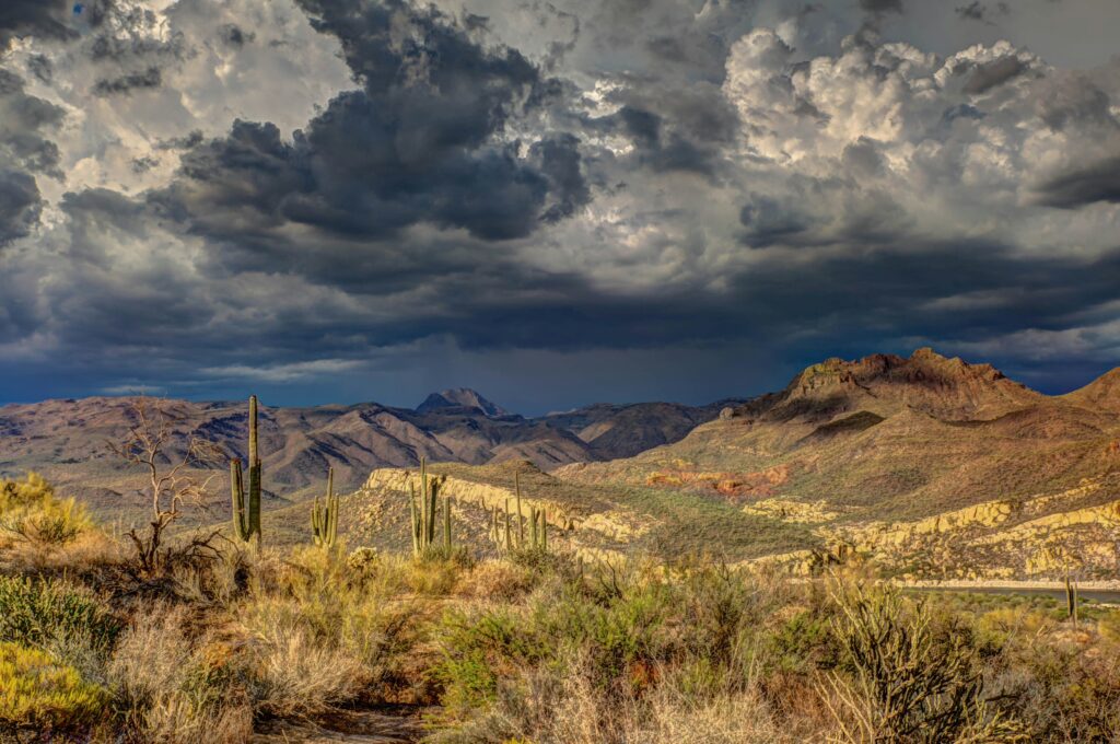 Pet-friendly turf in Chandler, AZ professionally cleaned by Squeaky Clean Turf.