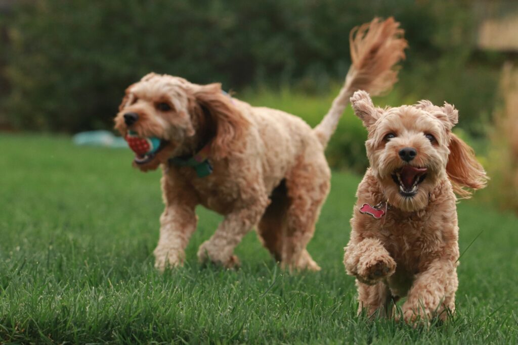 Pet Odor Removal from Artificial Grass